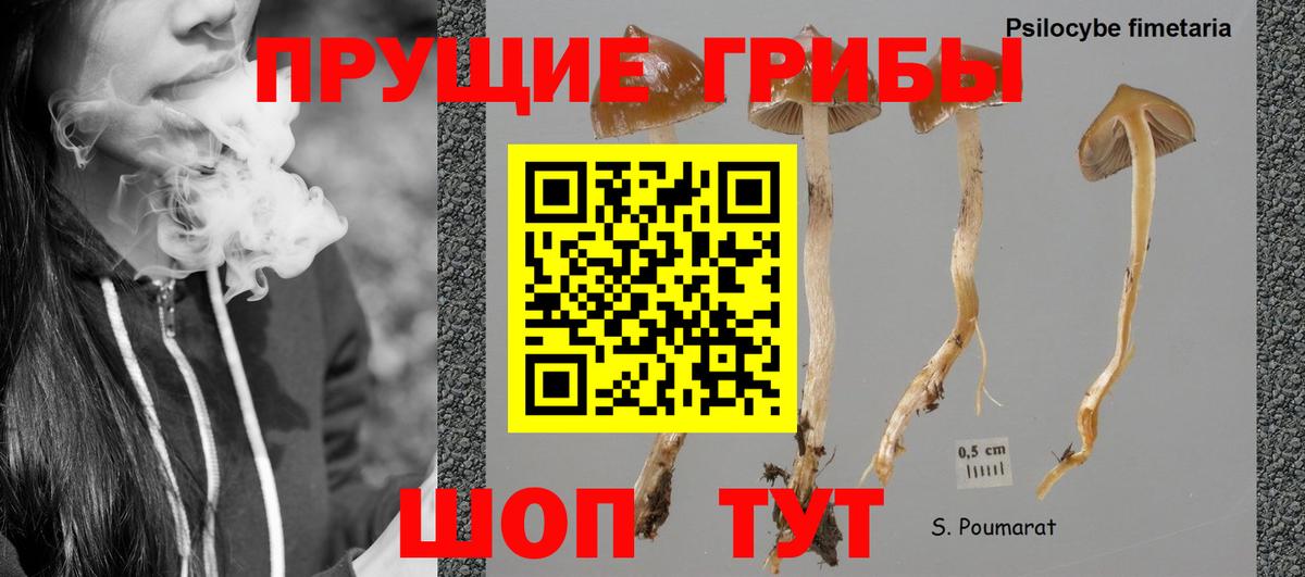 Гусев  Псилоцибиновые грибы MAGIC MUSHROOMS  Псилоцибиновые грибы мицелий  Вход с VPN 